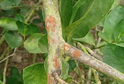 NẤM HỒNG TRÊN CÂY CÓ MÚI