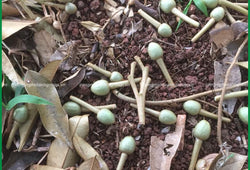 CÂY RA LÁ ĐẸP, NGỌN KHỎE NHƯNG HOA RỤNG QUÁ NHIỀU, BÀ CON PHẢI LÀM SAO?