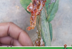 XỬ LÝ NỨT THÂN, XÌ MỦ HẠI CÂY TRỒNG BẰNG PHƯƠNG PHÁP MỚI NHẤT HIỆN NAY