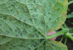 BỆNH SƯƠNG MAI DƯA HẤU