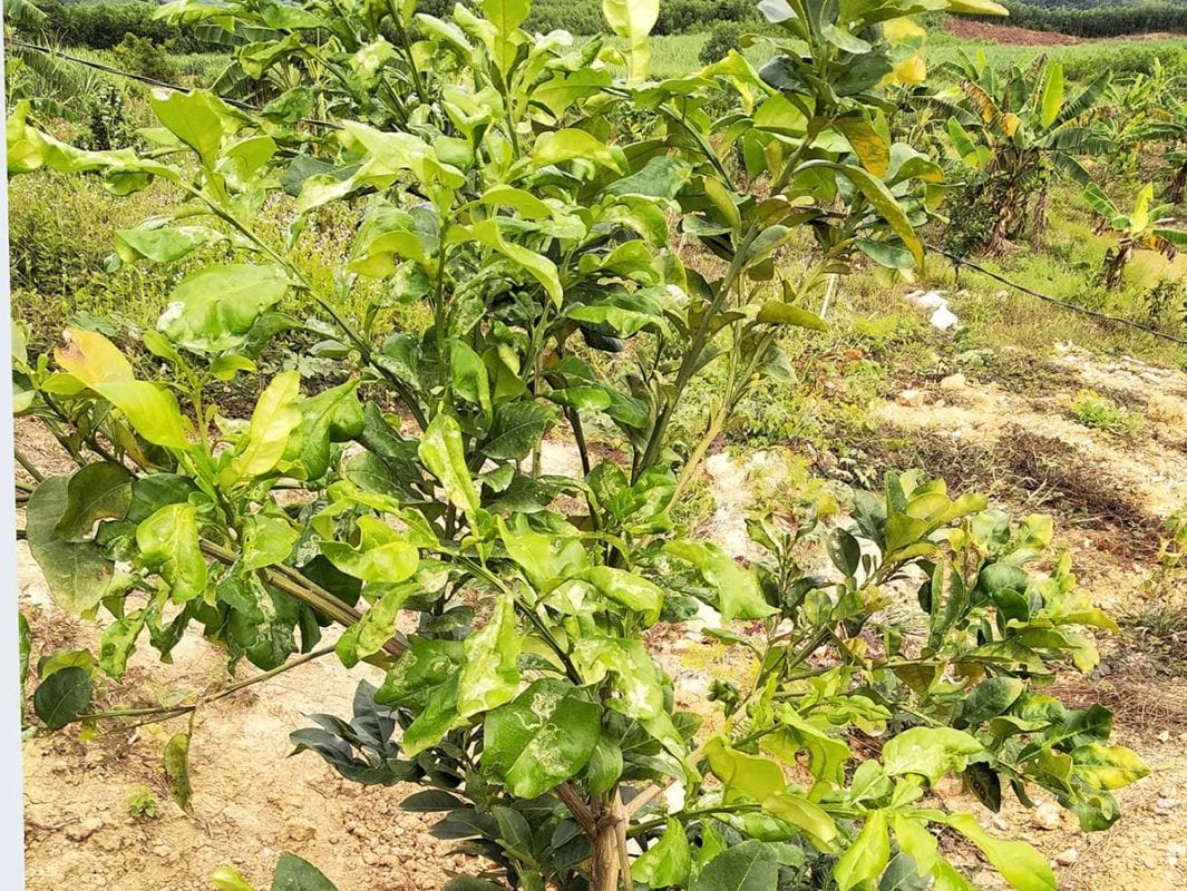 VÀNG LÁ THỐI RỄ TRÊN CÂY CÓ MÚI – Công nghệ xanh 4.0