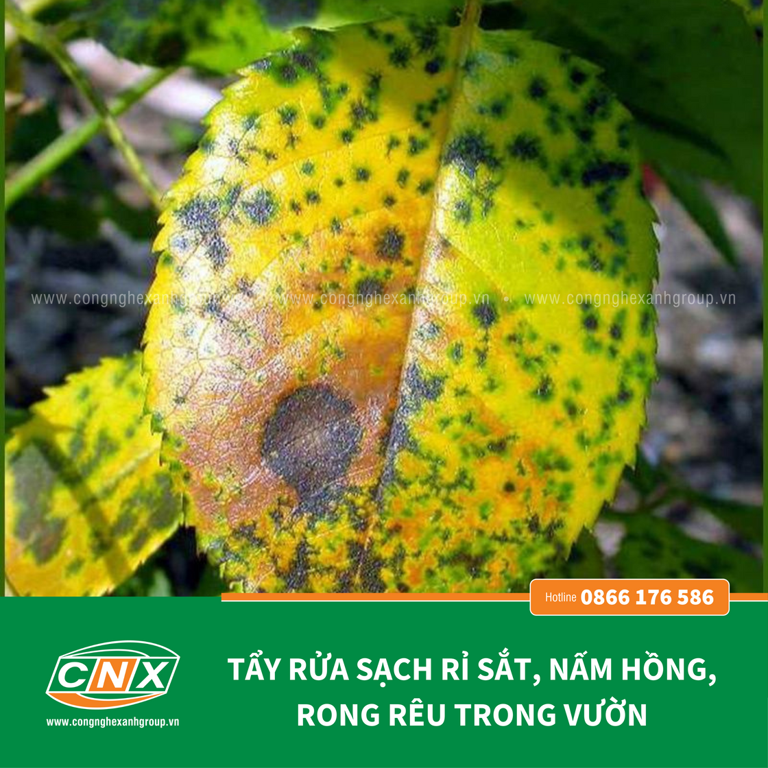 NANO ĐỒNG MAT - Đánh bật rong rêu nấm khuẩn