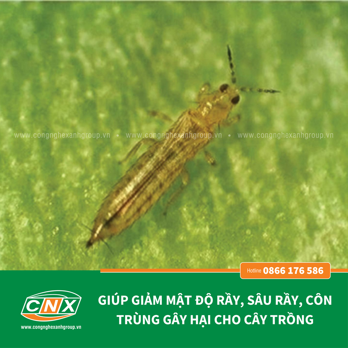 CNX - RS tiêu diệt côn trùng gây hại cho cây trồng