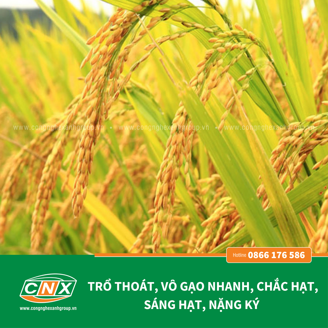 NOVA - Mập rễ Cứng cây đứng lá chắc hạt