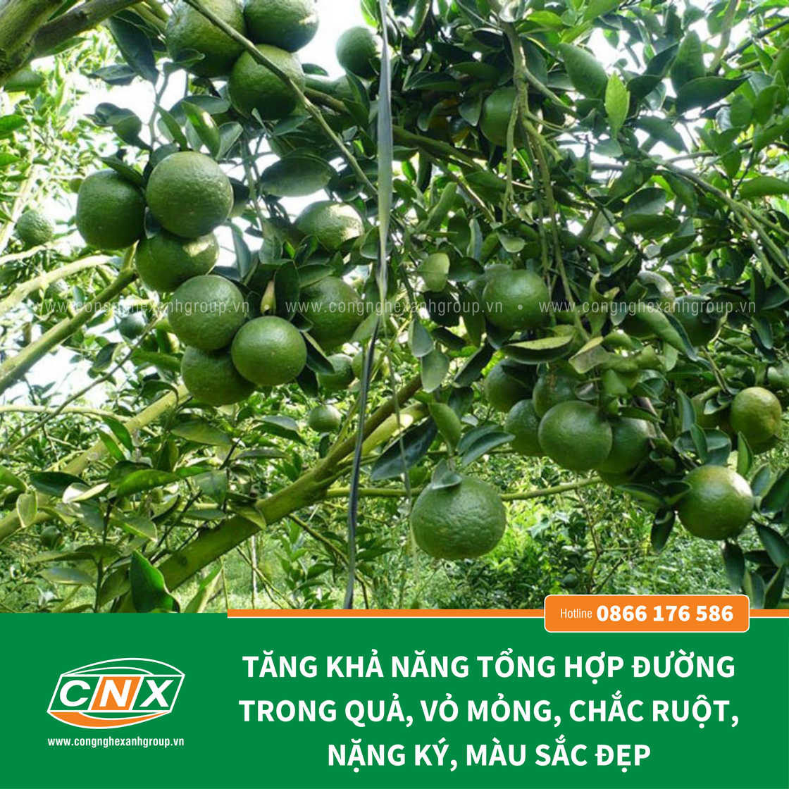 SIÊU KAKI ORGANIC - Tăng tỷ lệ đậu quả cho cây trồng