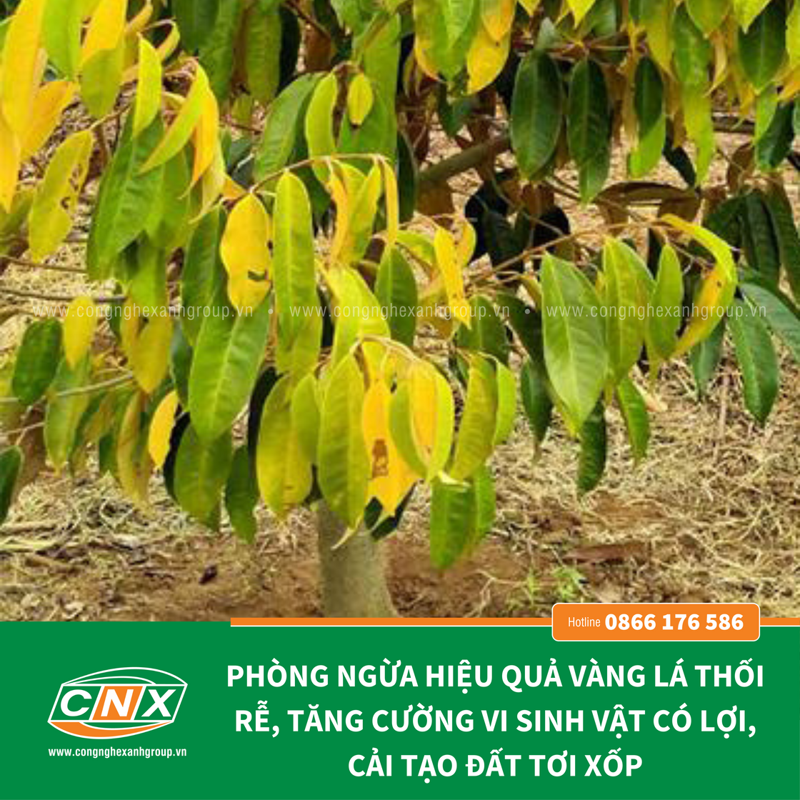 TRICHODERMA - CNX cải tạo đất, phục hồi đất bị thoái hóa