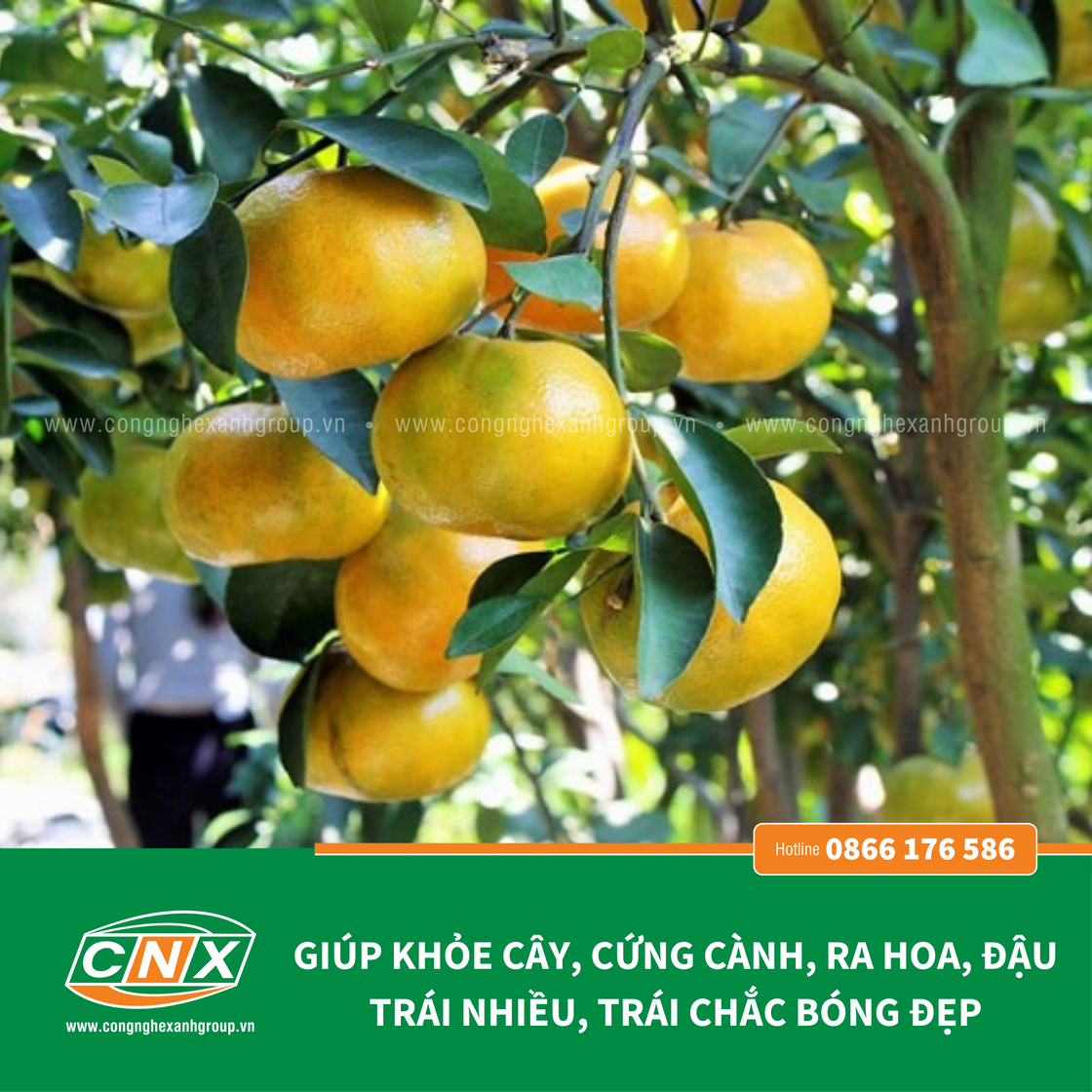 SAO ĐỎ - Giúp phát riển bộ rễ cực mạnh, bung chồi nhanh