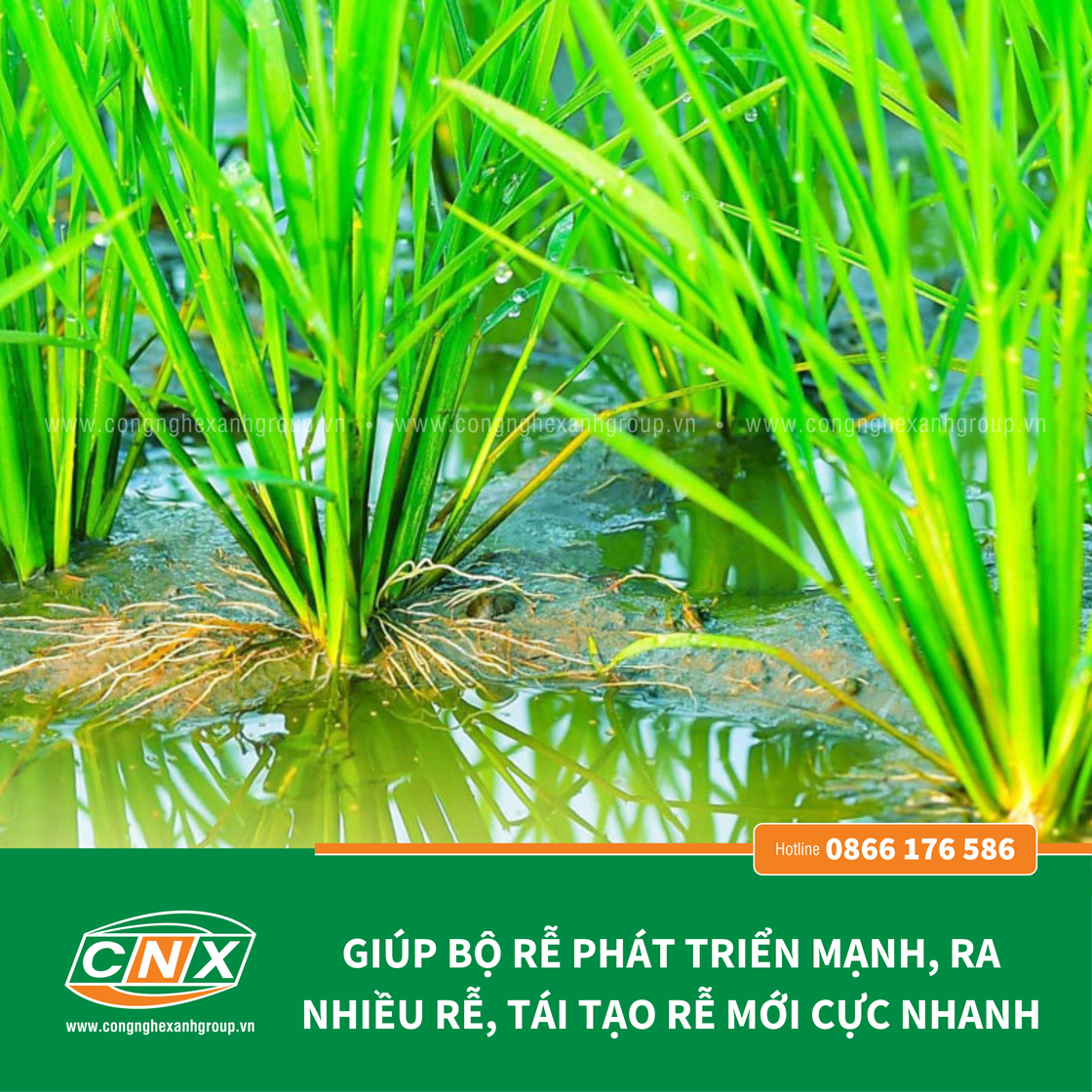 SIÊU LÂN ORGANIC cung cấp dinh dưỡng đa, vi lượng cho cây trồng