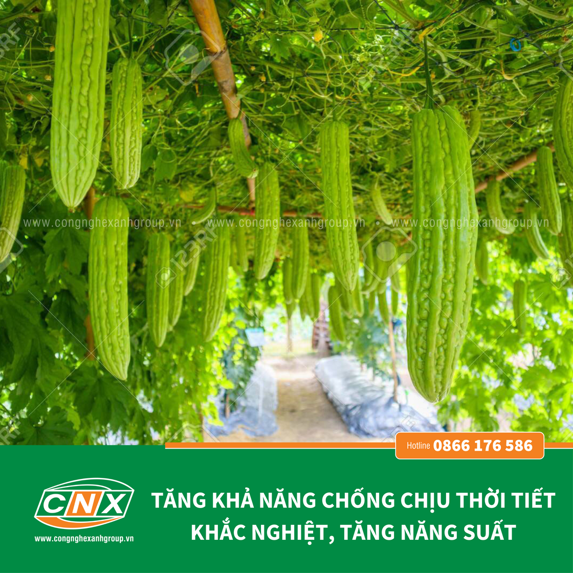 S6 giúp cây trồng ra hoa nhiều, nở đồng loạt