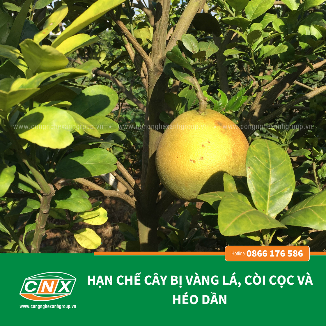 NEMA - Phục hồi rễ cho cây trồng