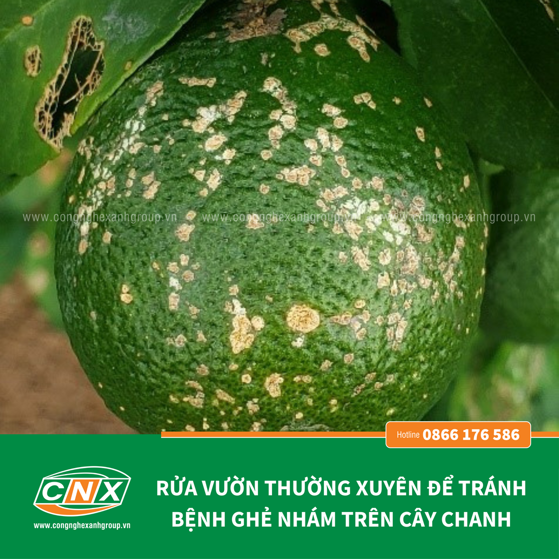 CNX SIÊU ĐỒNG - Bảo vệ cây trồng phòng nấm