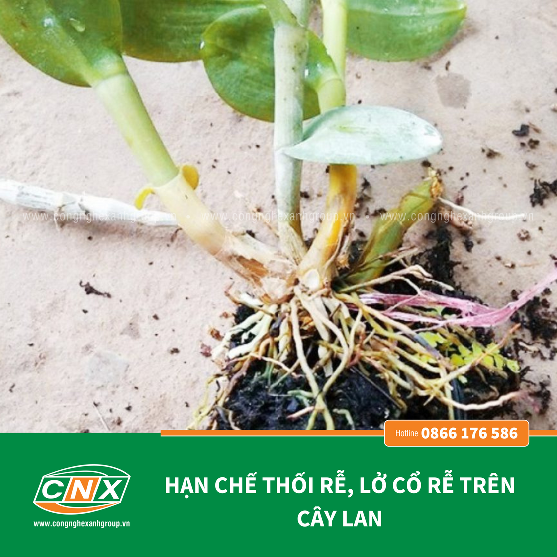 TƯỚI GỐC - 3 IN 1 phòng bệnh thối rễ ở cây trồng