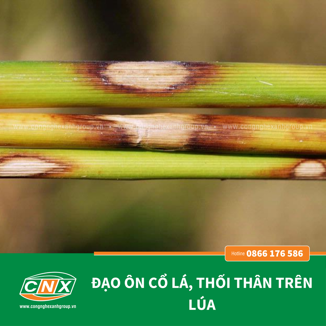 ĐẠO ÔN - CNX - PHÒNG VÀ ĐẶC TRỊ ĐẠO ÔN LÁ