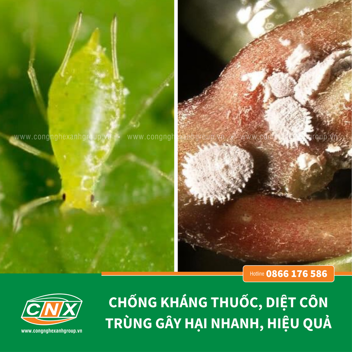 REX - Diệt côn trùng Chống kháng thuốc