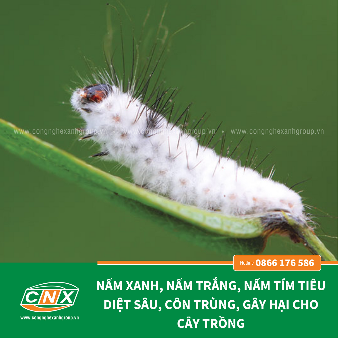 META - Phòng và tiêu diệt sâu cho cây trồng