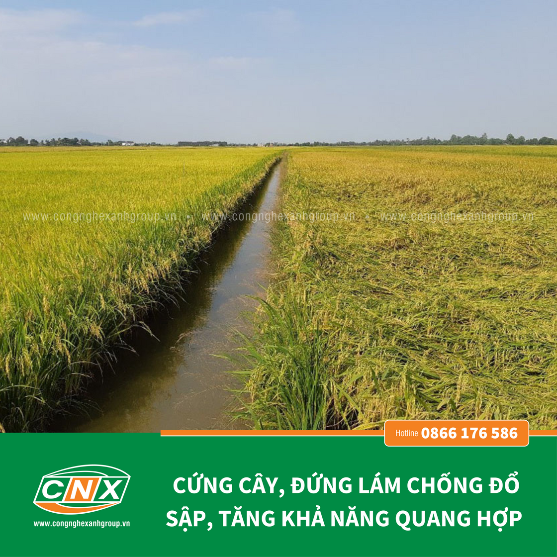 NOVA - Mập rễ Cứng cây đứng lá chắc hạt