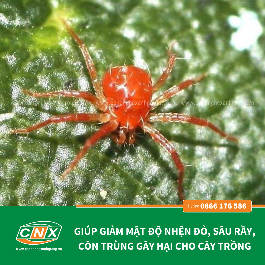 CNX - RS tiêu diệt côn trùng gây hại cho cây trồng