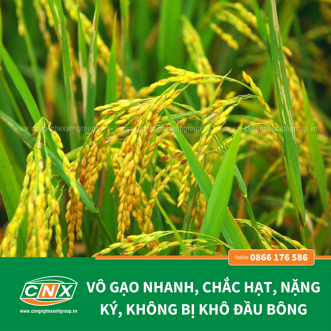 A6 - Giúp cây lúa cứng cây Chắc hạt