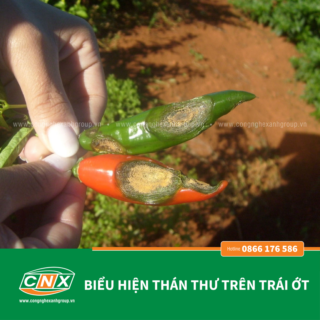 FUGI - Phòng trừ bệnh thán thư, thối trái