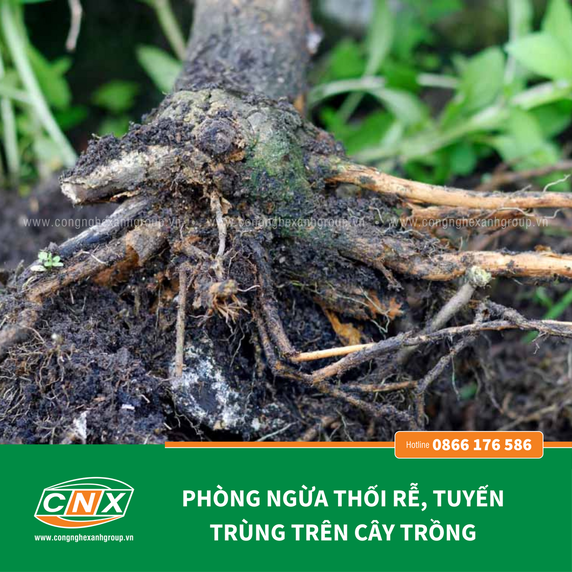 VÀNG LÁ THỐI RỄ - THUỐC ĐẶC TRỊ BỆNH