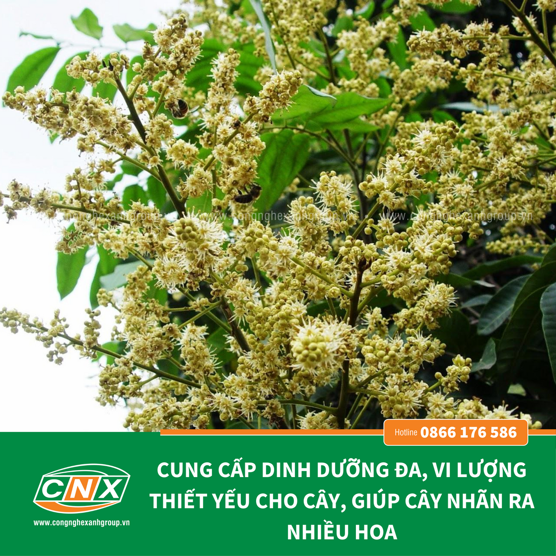 SIÊU LÂN ORGANIC cung cấp dinh dưỡng đa, vi lượng cho cây trồng