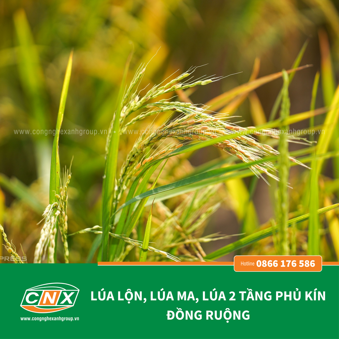 EVIN - Xử lý lúa lộn lúa hai tầng lúa cỏ