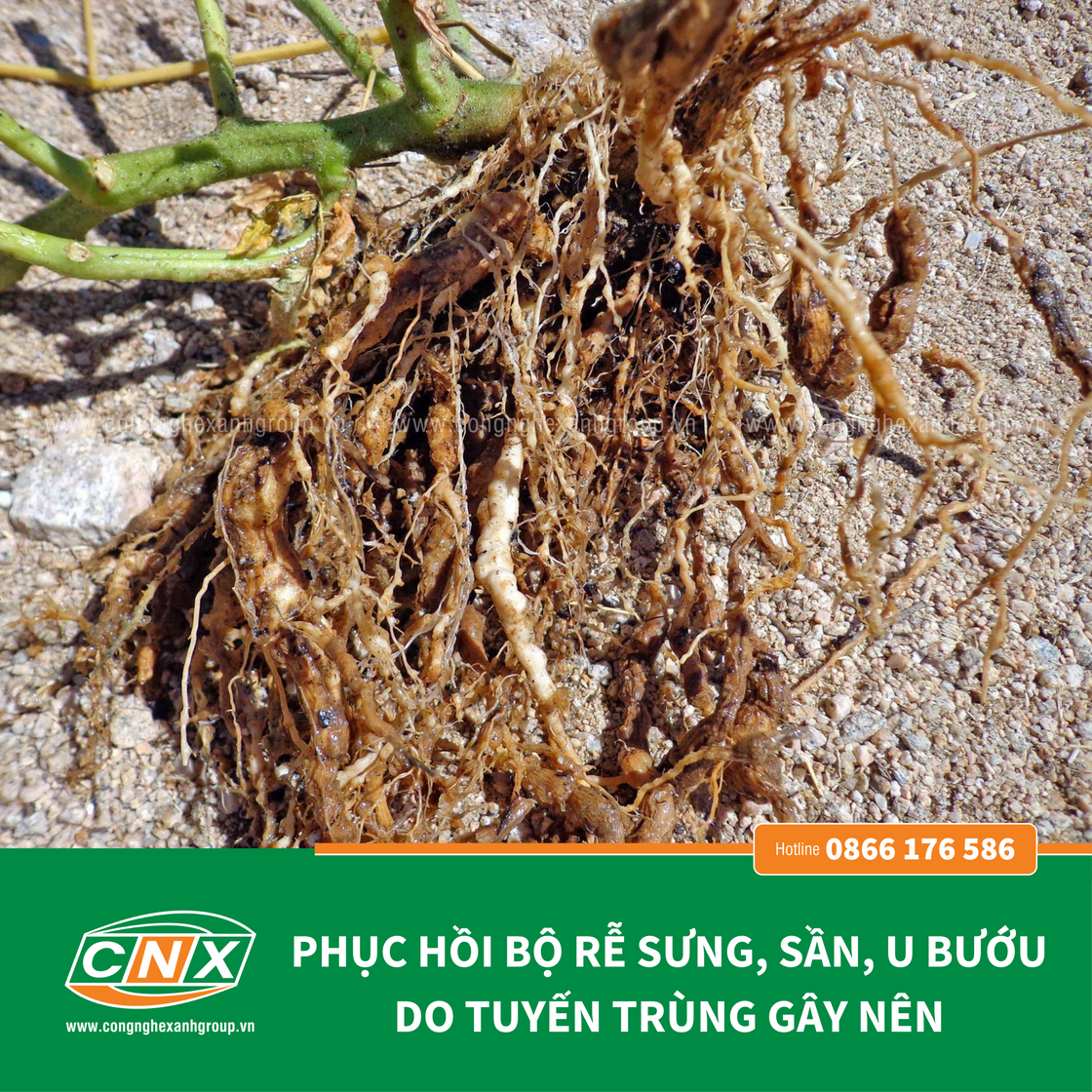 NEMA - Phục hồi rễ cho cây trồng