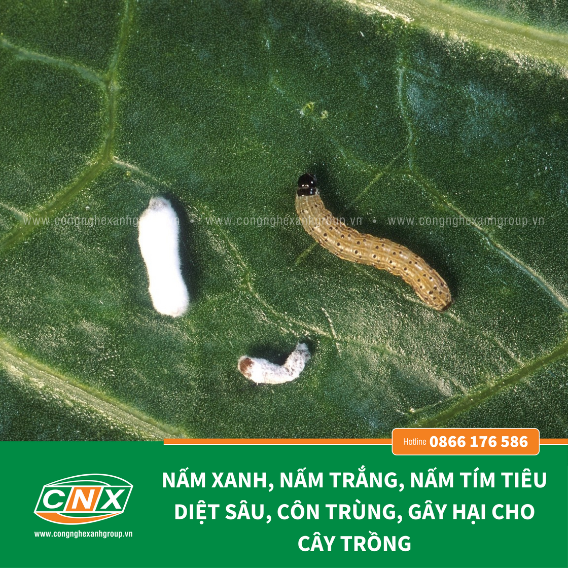 META - Phòng và tiêu diệt sâu cho cây trồng