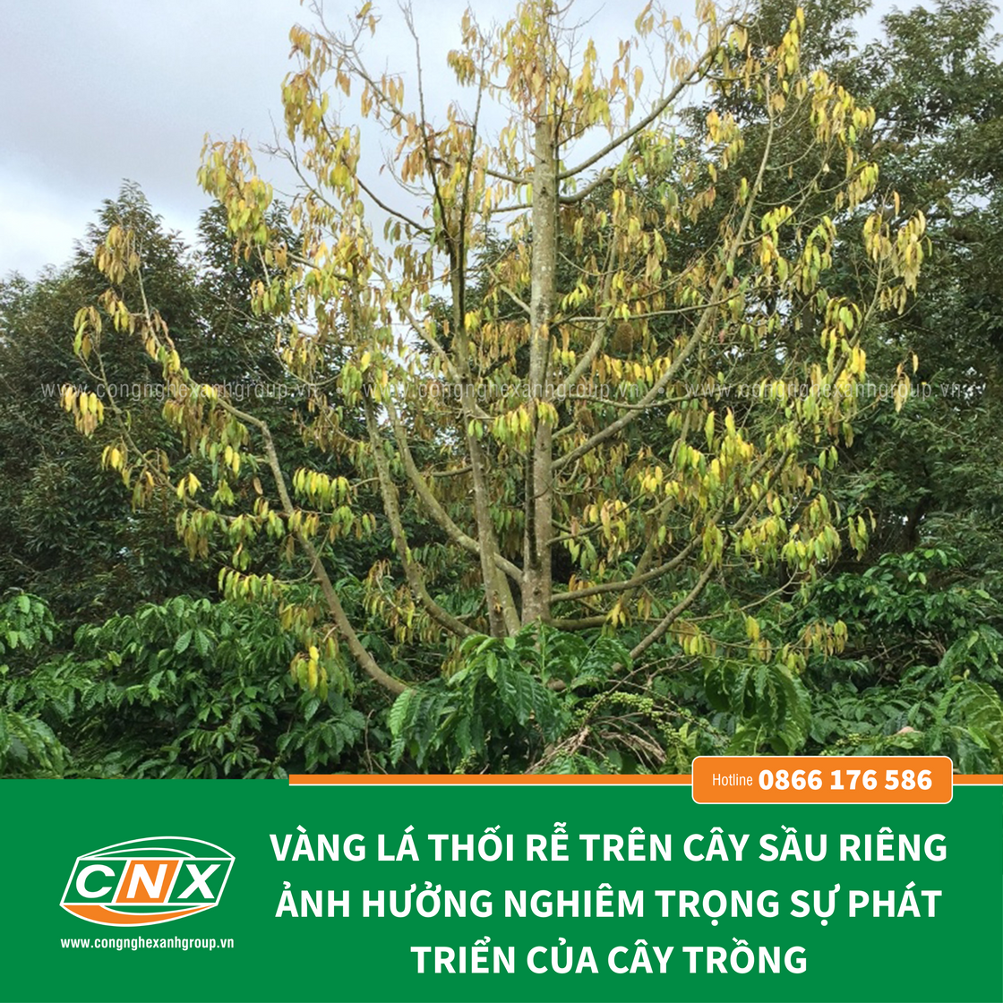 VÀNG LÁ THỐI RỄ - THUỐC ĐẶC TRỊ BỆNH