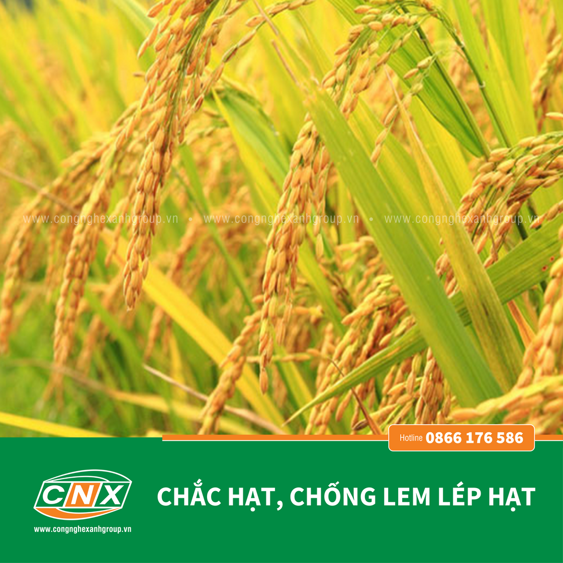 A6 - Giúp cây lúa cứng cây Chắc hạt