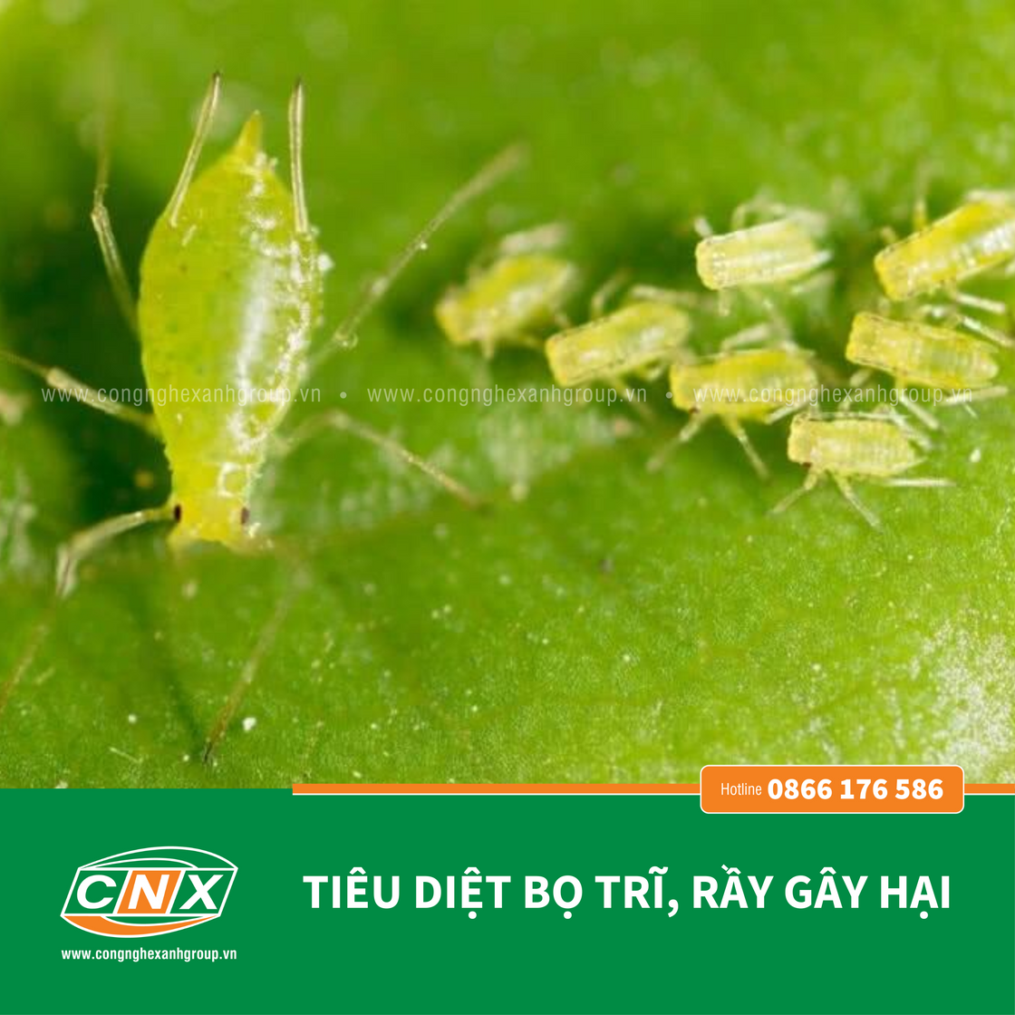 CNX - RS tiêu diệt côn trùng gây hại cho cây trồng