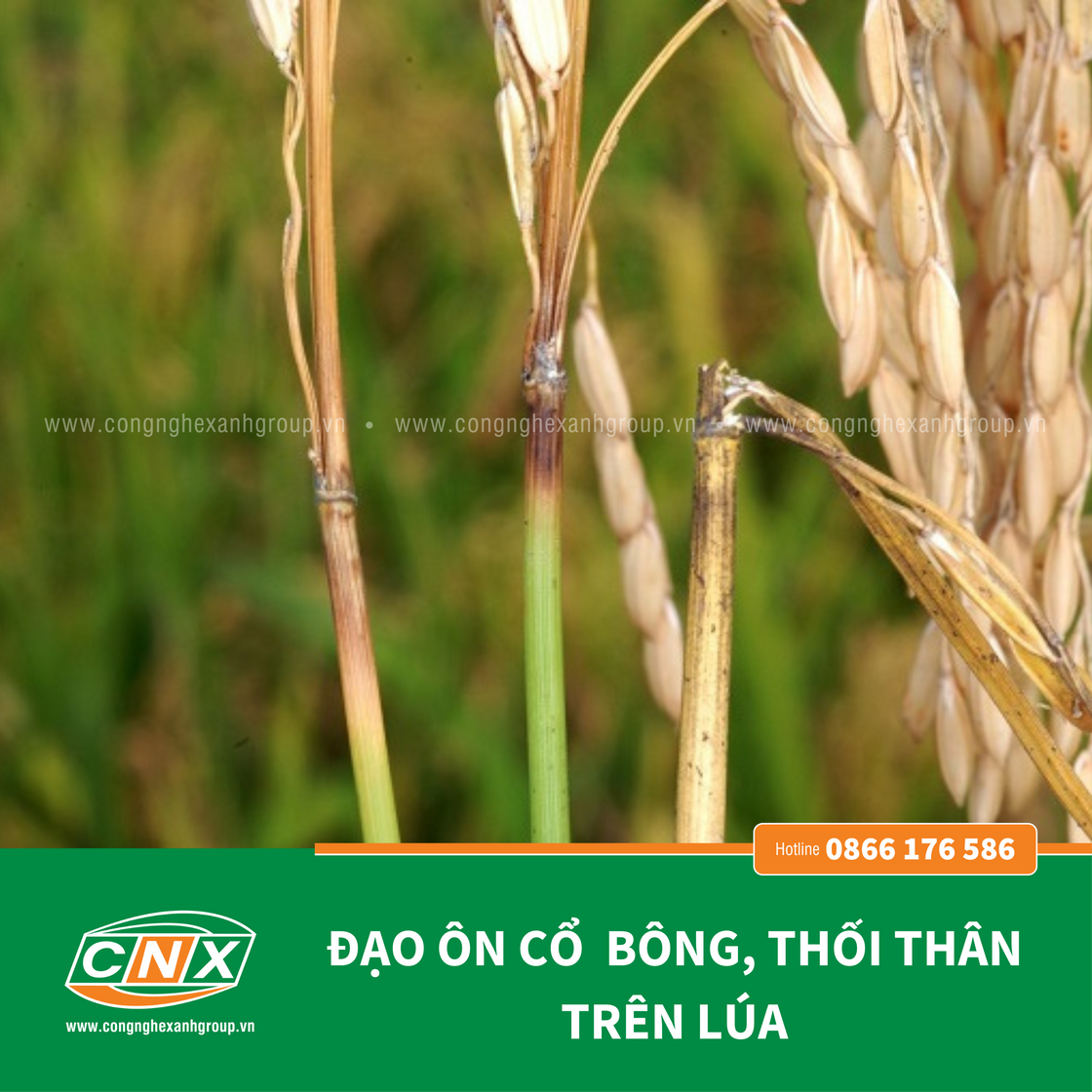 ĐẠO ÔN - CNX - PHÒNG VÀ ĐẶC TRỊ ĐẠO ÔN LÁ