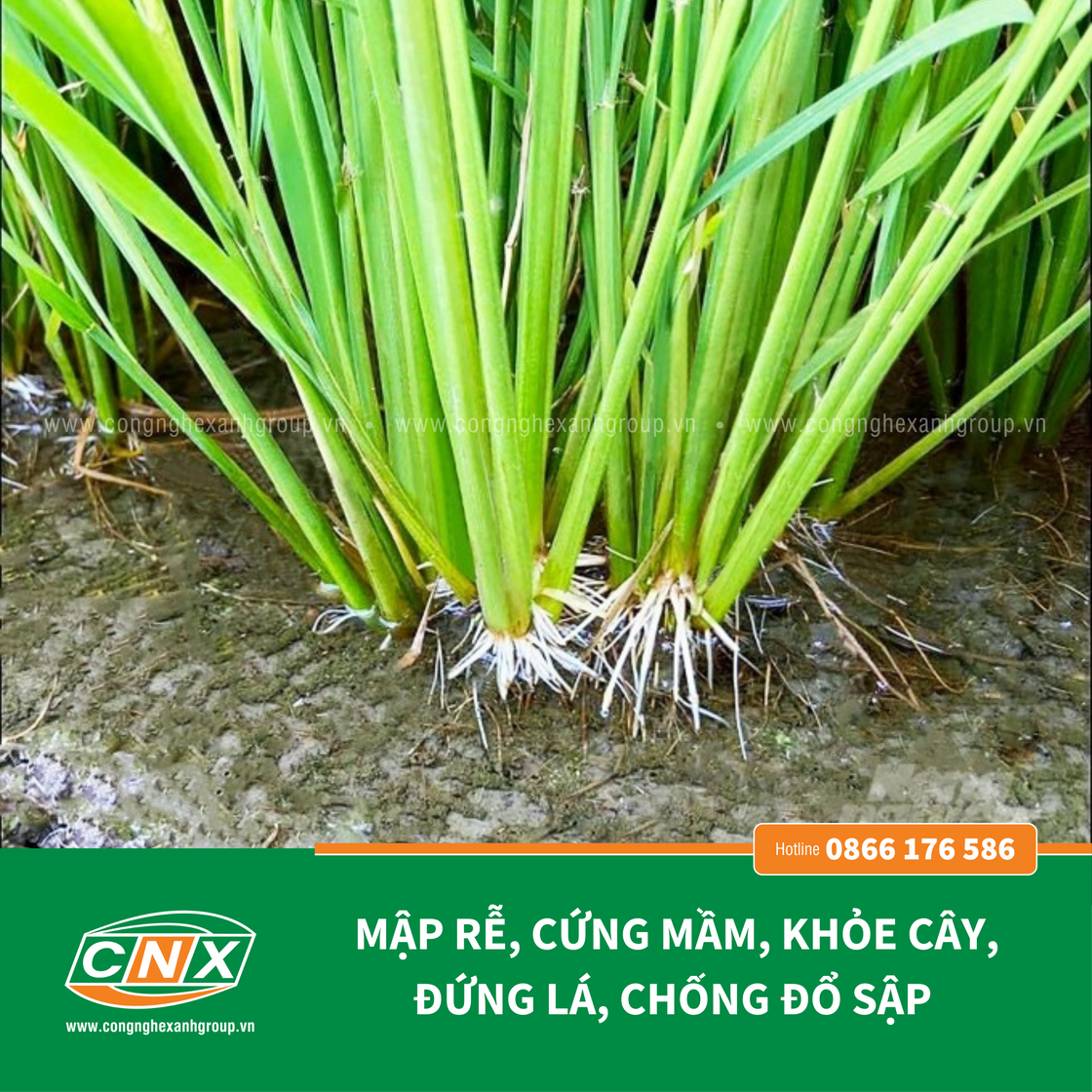 NOVA - Mập rễ Cứng cây đứng lá chắc hạt