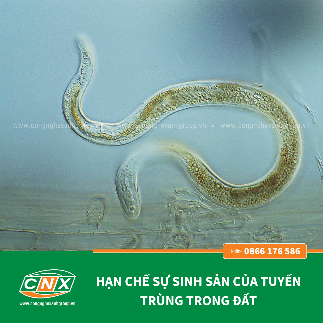 NEMA - Phục hồi rễ cho cây trồng