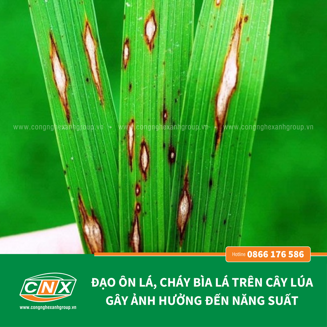 ĐẠO ÔN - CNX - PHÒNG VÀ ĐẶC TRỊ ĐẠO ÔN LÁ