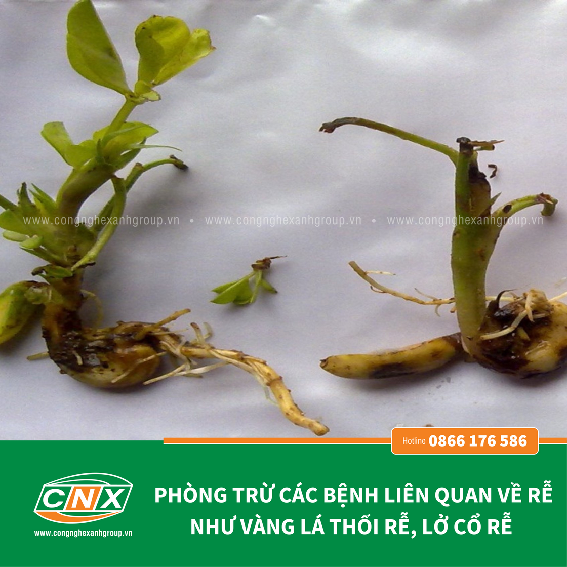 CNX - CN Phòng và trị vàng lá thối rễ