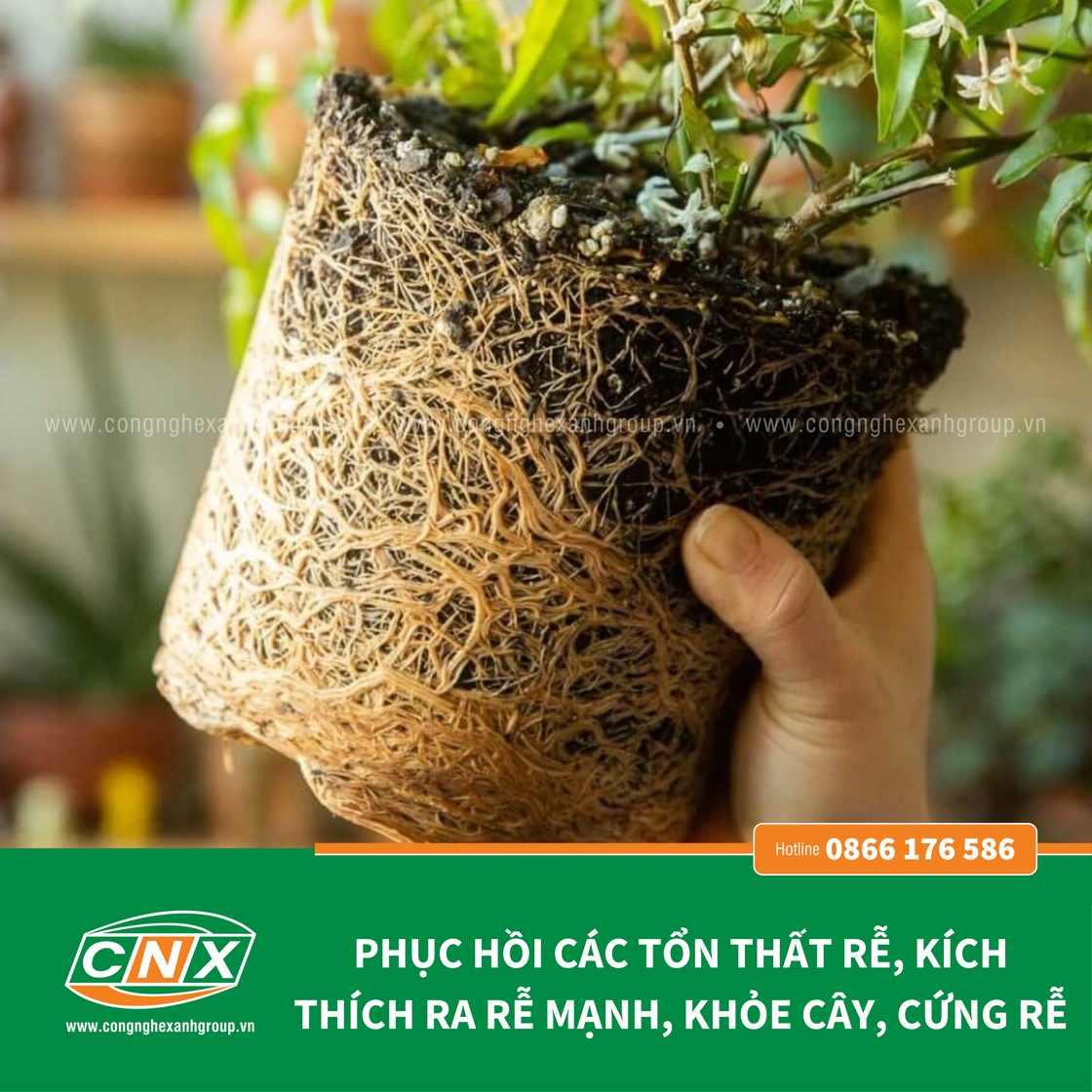 CNX - CN Phòng và trị vàng lá thối rễ