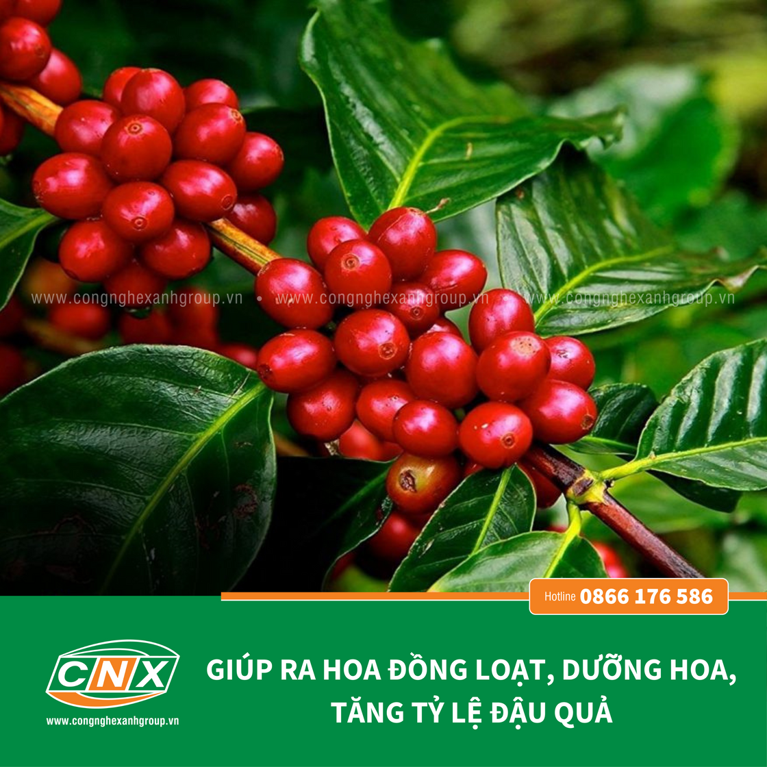 SIÊU LÂN ORGANIC cung cấp dinh dưỡng đa, vi lượng cho cây trồng