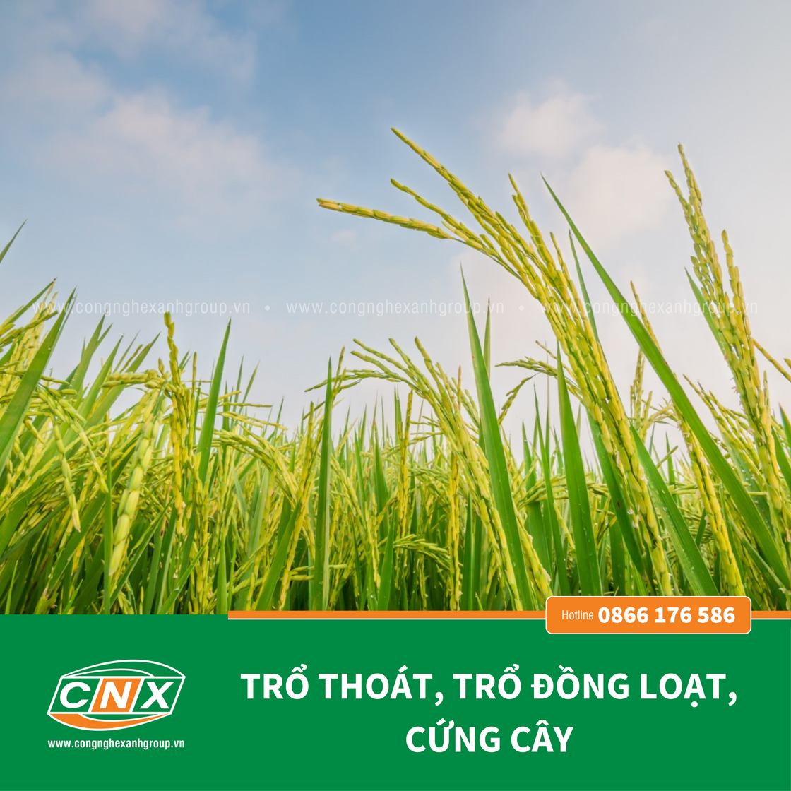 A6 - Giúp cây lúa cứng cây Chắc hạt