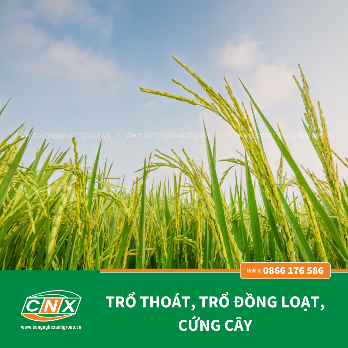 A6 - Giúp cây lúa cứng cây Chắc hạt – Công nghệ xanh 4.0