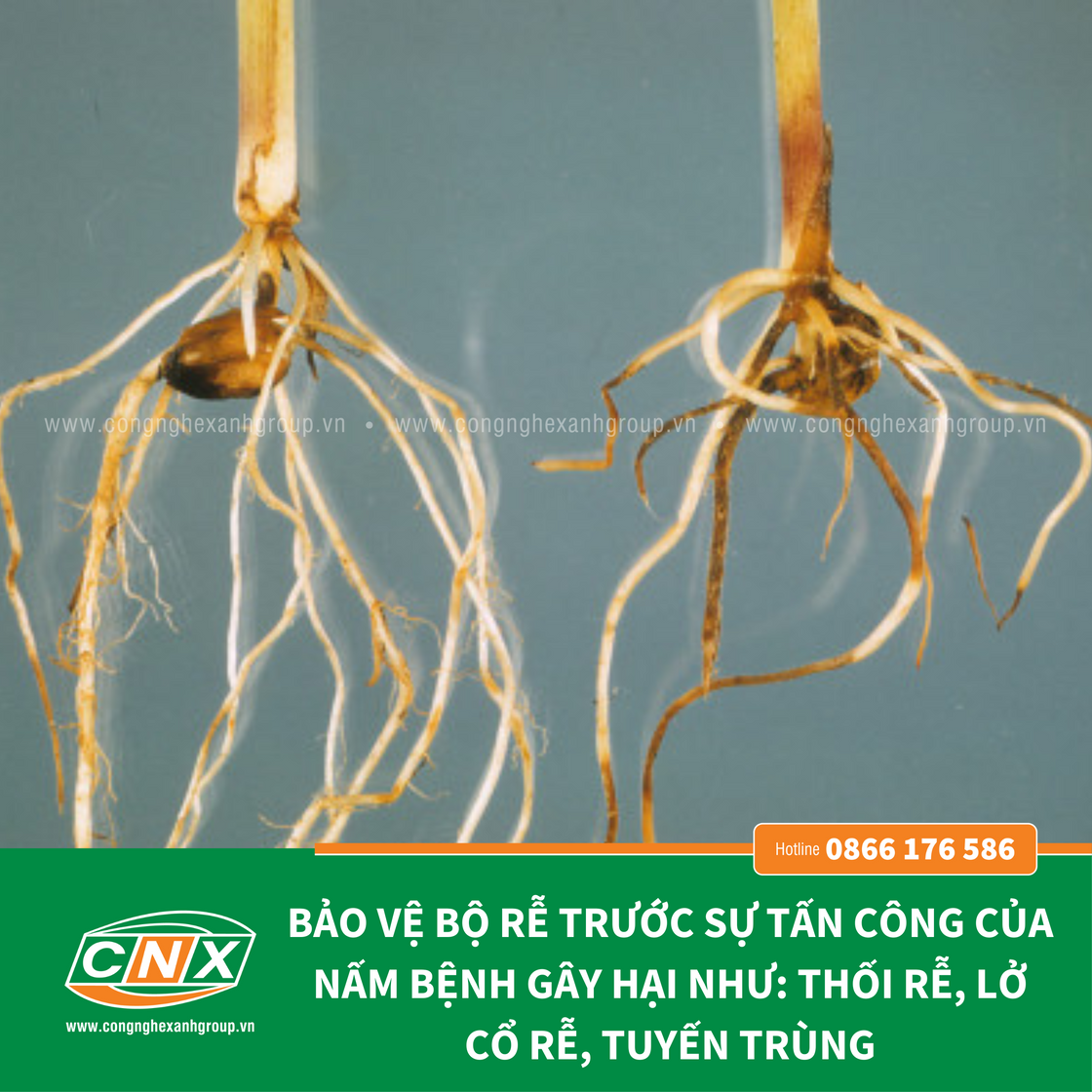 TƯỚI GỐC - 3 IN 1 phòng bệnh thối rễ ở cây trồng