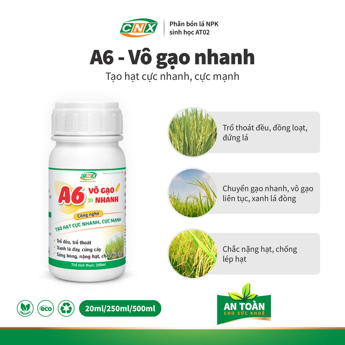 A6 - Giúp cây lúa cứng cây Chắc hạt