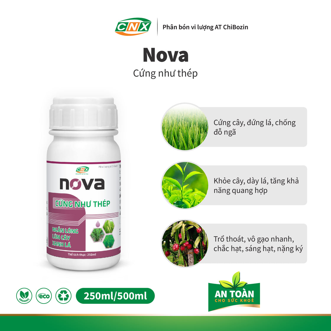 NOVA - Mập rễ Cứng cây đứng lá chắc hạt