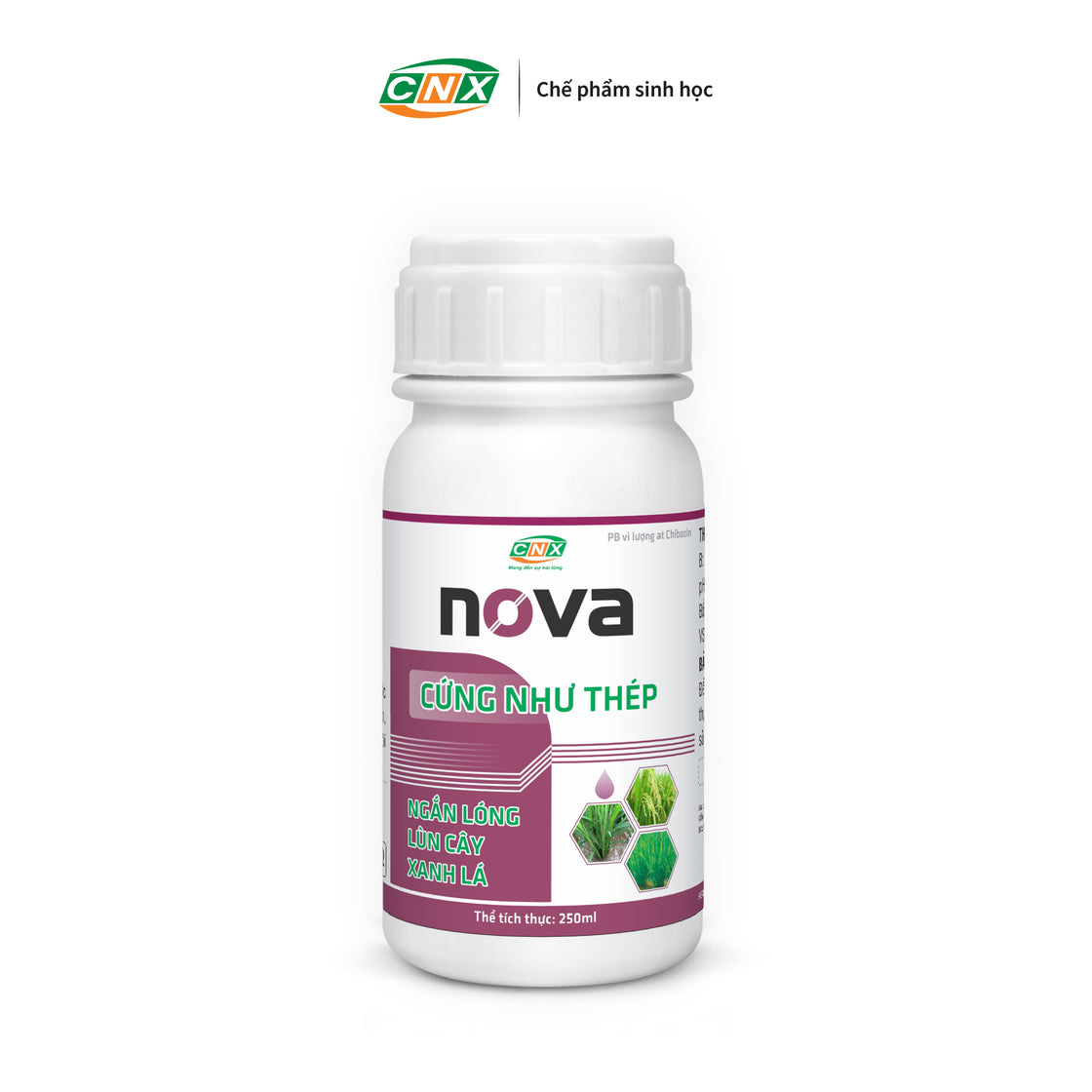 NOVA - Mập rễ Cứng cây đứng lá chắc hạt