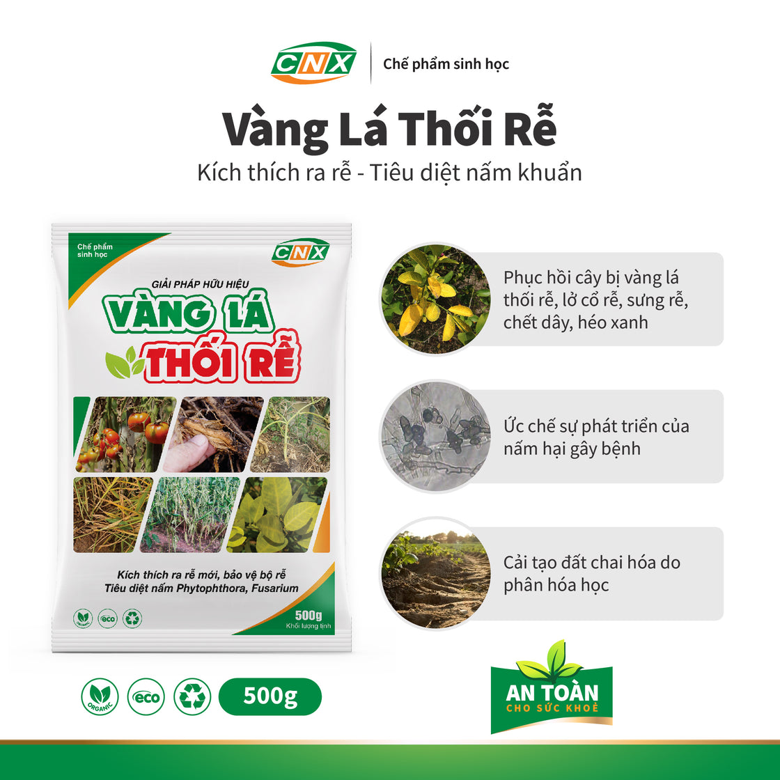 VÀNG LÁ THỐI RỄ - THUỐC ĐẶC TRỊ BỆNH