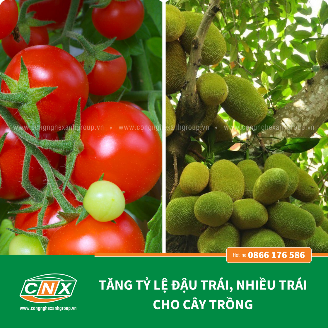 TRI - HUMIC tăng khả năng đẻ nhánh chắc hạt