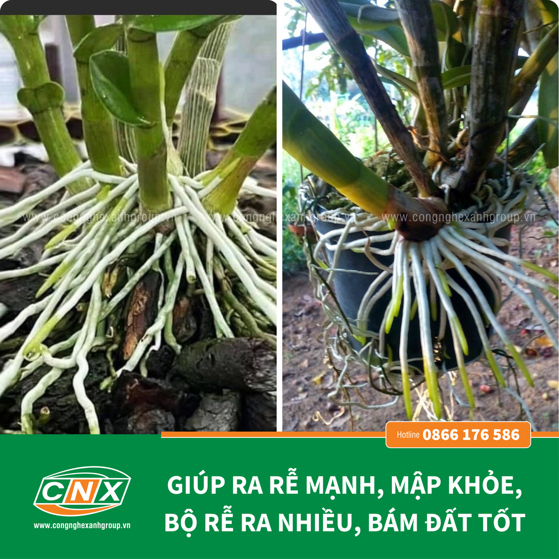 TRI - HUMIC tăng khả năng đẻ nhánh chắc hạt