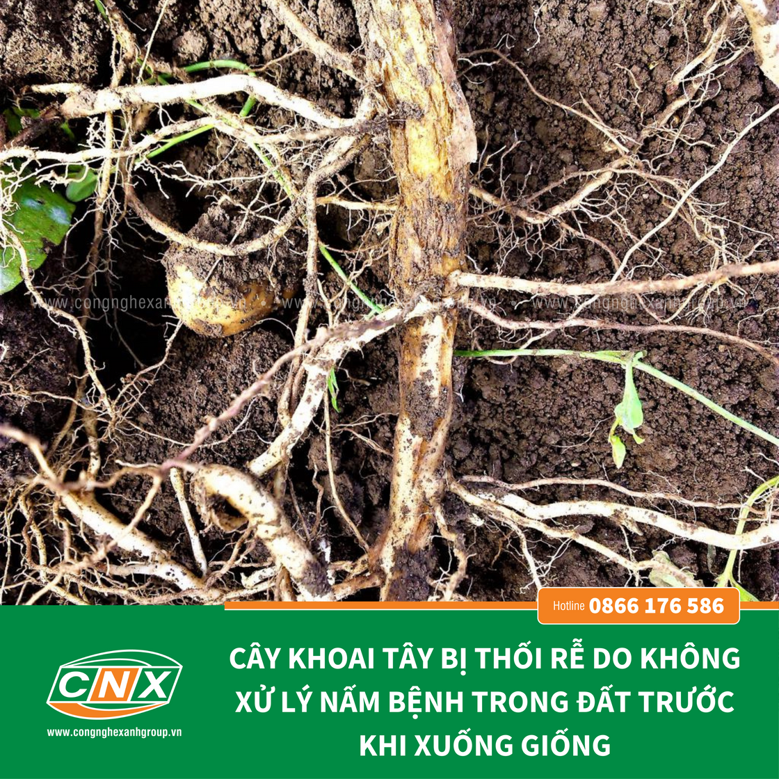 NẤM ĐẤT Tiêu diệt nấm đất bảo vệ cây trồng