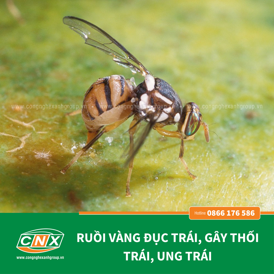 FILY RUỒI VÀNG - Thuốc diệt ruồi vàng triệt để